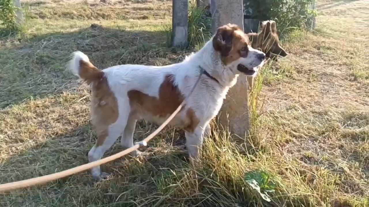 Алабай Рекс з Костянтинівки